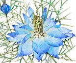 Flowers , Nigella 'Oxford Blue', Miss Jekyll (Spring or Autumn Sow)